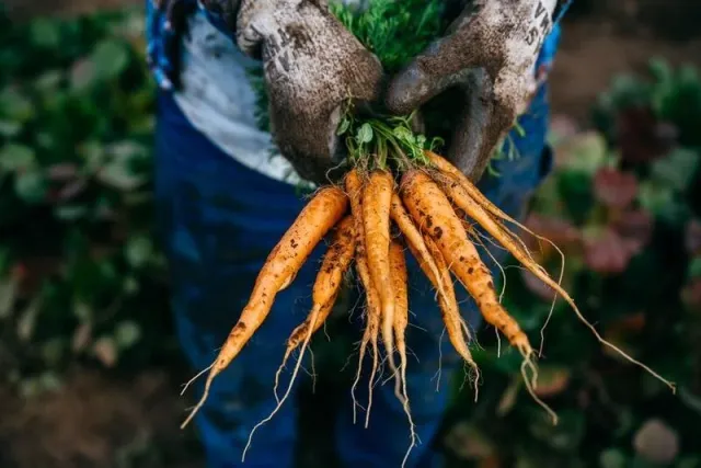 Lost Sierra Food Project